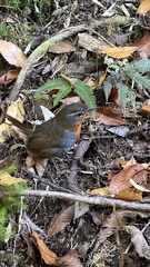 Scelorchilus rubecula