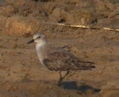 Calidris minuta
