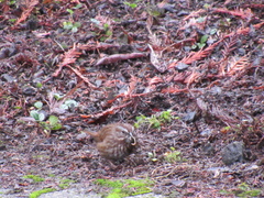 Melospiza melodia morphna