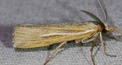 Thaumatopsis pexellus
