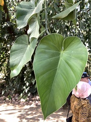 Philodendron hederaceum