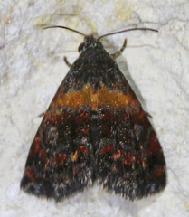 Tripudia flavofasciata