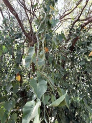 Philodendron hederaceum