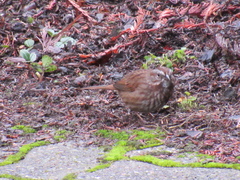 Melospiza melodia morphna