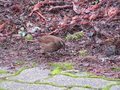 Melospiza melodia morphna