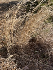 Andropogon virginicus