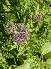 Phacelia tanacetifolia