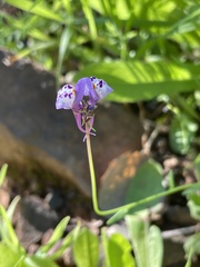 Linaria amethystea