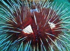 Astropyga pulvinata