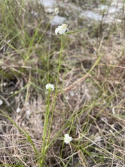 Rhynchospora floridensis