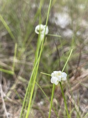 Rhynchospora floridensis