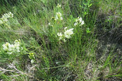 Astragalus pectinatus