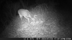 Odocoileus virginianus