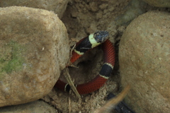 Pliocercus elapoides