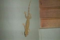 Gekko albofasciolatus
