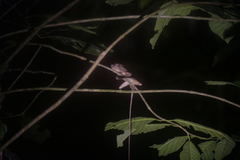 Gonocephalus bornensis