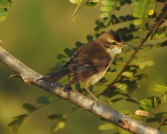 Acrocephalus agricola