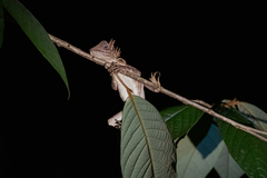 Gonocephalus bornensis