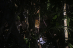 Cephalopachus bancanus borneanus