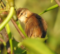 Acrocephalus agricola