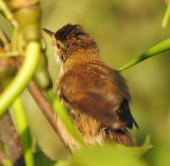 Acrocephalus agricola