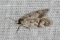 Palimmeces variegata