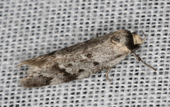 Palimmeces variegata