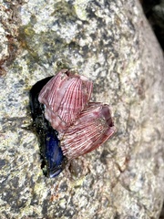 Megabalanus californicus