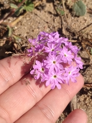 Abronia villosa