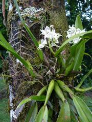 Prosthechea fragrans