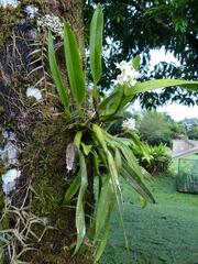 Prosthechea fragrans