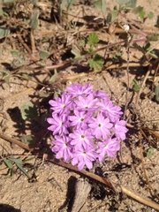 Abronia villosa