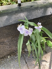 Tradescantia ohiensis