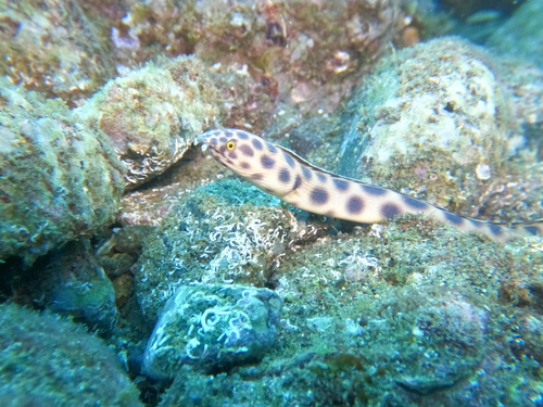 Tiger Snake Eel