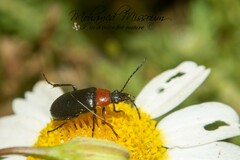 Heliotaurus ruficollis