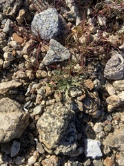 Langloisia setosissima