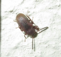 Gonocnemis
