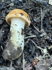 Cortinarius mucosus