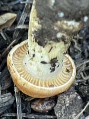 Cortinarius mucosus