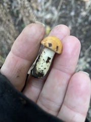 Cortinarius mucosus