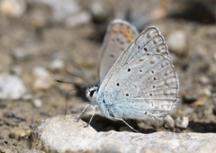 Polyommatus daphnis