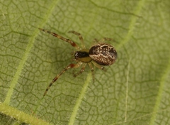 Anelosimus vittatus