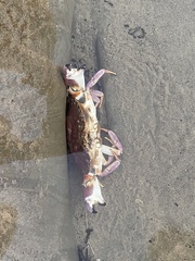 Metacarcinus anthonyi