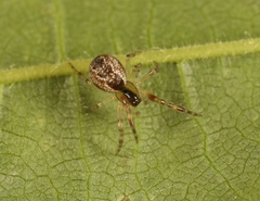 Anelosimus vittatus