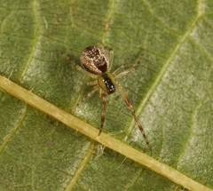 Anelosimus vittatus