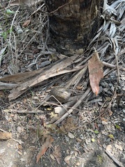 Terrapene carolina bauri