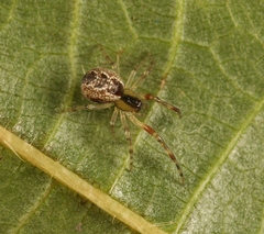 Anelosimus vittatus
