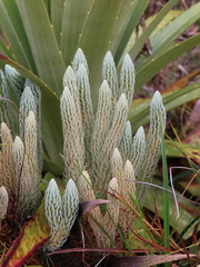 Phlegmariurus