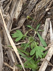 Alchemilla australis