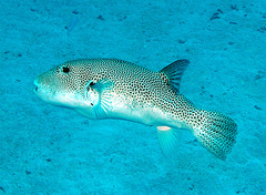Arothron stellatus
